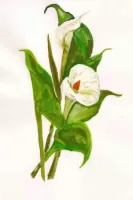 Tia Petunia