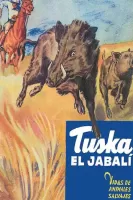 Tuska, el jabalí
